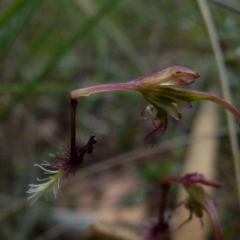 Thynninorchis huntianus at suppressed - 9 Jan 2022