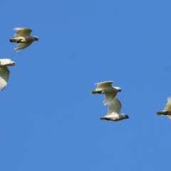 Cacatua sanguinea (Little Corella) at Candelo, NSW - 1 Jan 2022 by KylieWaldon