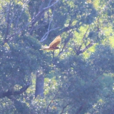 Circus approximans (Swamp Harrier) at Candelo, NSW - 1 Jan 2022 by KylieWaldon