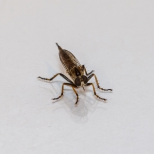 Cerdistus sp. (genus) at Jerrabomberra, NSW - 26 Nov 2021