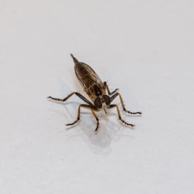 Cerdistus sp. (genus) (Yellow Slender Robber Fly) at Jerrabomberra, NSW - 25 Nov 2021 by MarkT