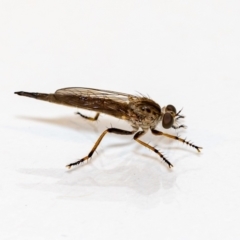 Cerdistus sp. (genus) at Jerrabomberra, NSW - 26 Nov 2021