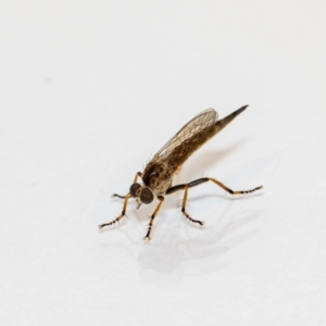 Cerdistus sp. (genus) at Jerrabomberra, NSW - 26 Nov 2021