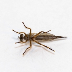 Cerdistus sp. (genus) at Jerrabomberra, NSW - 26 Nov 2021