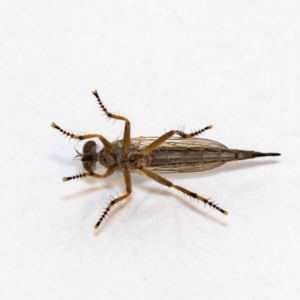 Cerdistus sp. (genus) at Jerrabomberra, NSW - 26 Nov 2021