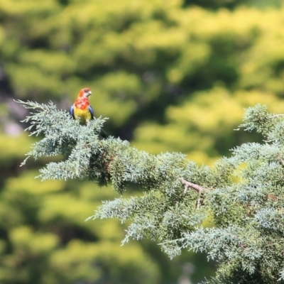 Platycercus eximius (Eastern Rosella) at Candelo, NSW - 2 Jan 2022 by KylieWaldon