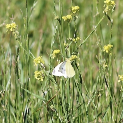 Pieris rapae (Cabbage White) at Candelo, NSW - 1 Jan 2022 by KylieWaldon