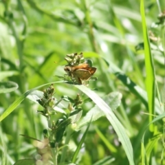 Ocybadistes walkeri (Green Grass-dart) at Candelo, NSW - 1 Jan 2022 by KylieWaldon