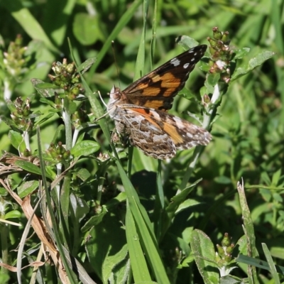 Vanessa kershawi (Australian Painted Lady) at Candelo, NSW - 2 Jan 2022 by KylieWaldon