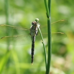 Orthetrum caledonicum (Blue Skimmer) at Candelo, NSW - 2 Jan 2022 by KylieWaldon