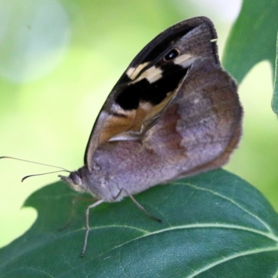 Heteronympha merope (Common Brown Butterfly) at Candelo, NSW - 2 Jan 2022 by KylieWaldon