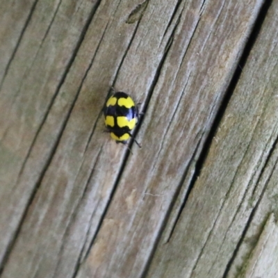 Illeis galbula (Fungus-eating Ladybird) at Candelo, NSW - 1 Jan 2022 by KylieWaldon