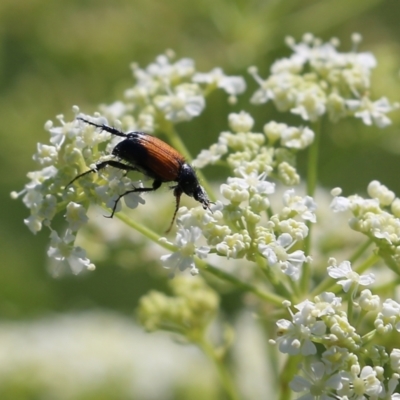 Phyllotocus navicularis (Nectar scarab) at Candelo, NSW - 1 Jan 2022 by KylieWaldon