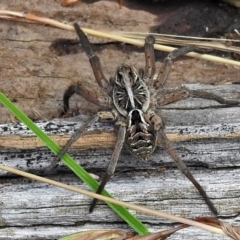 Tasmanicosa sp. (genus) (Tasmanicosa wolf spider) at Crooked Corner, NSW - 8 Jan 2022 by JohnBundock