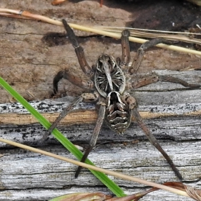 Tasmanicosa sp. (genus) (Unidentified Tasmanicosa wolf spider) at Crooked Corner, NSW - 8 Jan 2022 by JohnBundock