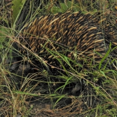 Tachyglossus aculeatus (Short-beaked Echidna) at Crooked Corner, NSW - 8 Jan 2022 by JohnBundock