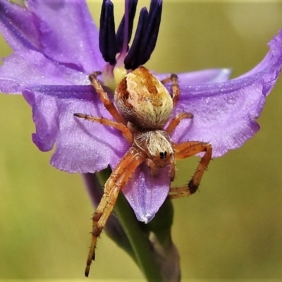 Araneinae (subfamily) (Orb weaver) at Crooked Corner, NSW - 8 Jan 2022 by JohnBundock