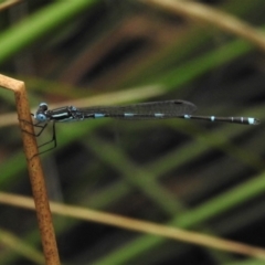 Austrolestes leda (Wandering Ringtail) at Burwood Creek Nature Reserve - 8 Jan 2022 by JohnBundock