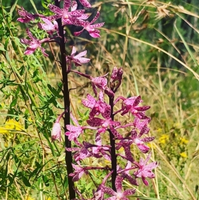 Dipodium punctatum (Blotched Hyacinth Orchid) at Paddys River, ACT - 8 Jan 2022 by SBurgo