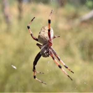 Araneus hamiltoni at Crooked Corner, NSW - 8 Jan 2022