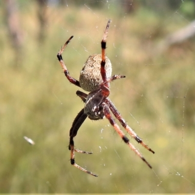 Araneus hamiltoni (Hamilton's Orb Weaver) at Crooked Corner, NSW - 8 Jan 2022 by JohnBundock