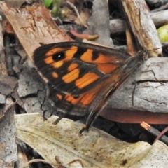 Geitoneura klugii (Marbled Xenica) at Keverstone National Park - 8 Jan 2022 by JohnBundock