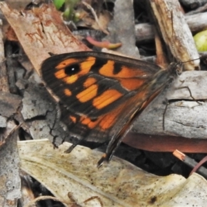 Geitoneura klugii at Bigga, NSW - 8 Jan 2022