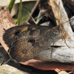 Geitoneura klugii at Bigga, NSW - 8 Jan 2022