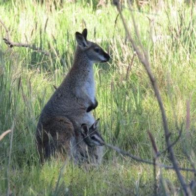 Notamacropus rufogriseus (Red-necked Wallaby) at Throsby, ACT - 24 Oct 2021 by Birdy