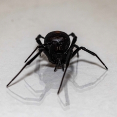 Latrodectus hasselti at Jerrabomberra, NSW - 25 Nov 2021