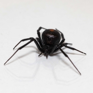 Latrodectus hasselti at Jerrabomberra, NSW - 25 Nov 2021