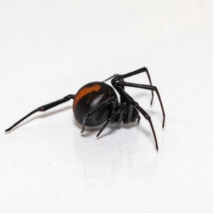 Latrodectus hasselti at Jerrabomberra, NSW - 25 Nov 2021