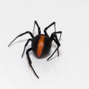 Latrodectus hasselti at Jerrabomberra, NSW - 25 Nov 2021