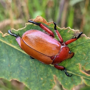 Anoplognathus montanus at Tuggeranong, ACT - 9 Jan 2022