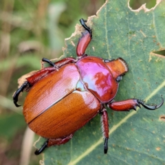 Anoplognathus montanus at Tuggeranong, ACT - 9 Jan 2022