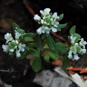 Poranthera microphylla at Bigga, NSW - 8 Jan 2022