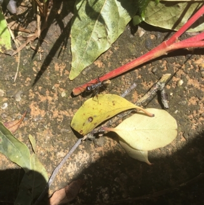 Formicidae (family) (Unidentified ant) at Spence, ACT - 8 Jan 2022 by SunnyU