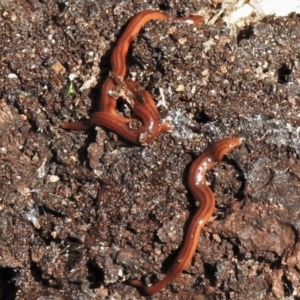 Anzoplana trilineata at Crooked Corner, NSW - 8 Jan 2022