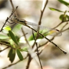 Austrolestes leda (Wandering Ringtail) at Bigga, NSW - 8 Jan 2022 by JohnBundock