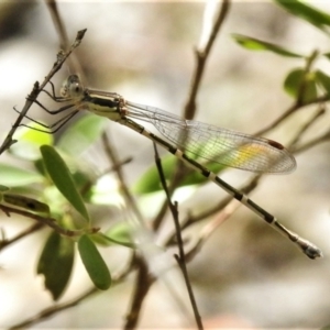 Austrolestes leda at Bigga, NSW - 8 Jan 2022 01:59 PM