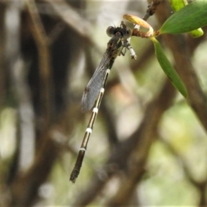 Austrolestes leda at Bigga, NSW - 8 Jan 2022 01:59 PM