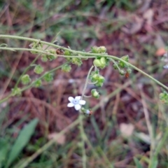 Cynoglossum australe (Australian Forget-me-not) at Hawker, ACT - 7 Jan 2022 by sangio7