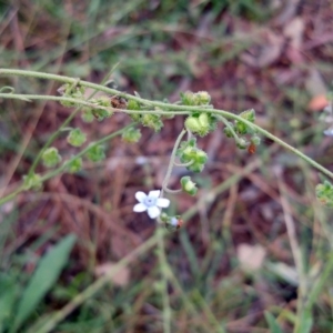 Cynoglossum australe at Hawker, ACT - 8 Jan 2022 10:29 AM