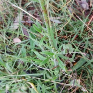 Cynoglossum australe at Hawker, ACT - 8 Jan 2022