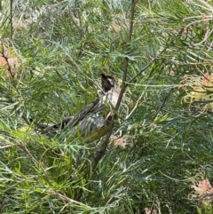 Anthochaera carunculata (Red Wattlebird) at Acton, ACT - 26 Dec 2021 by JimL