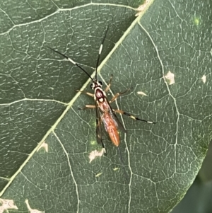 Ichneumonidae (family) at Kambah, ACT - 9 Jan 2022