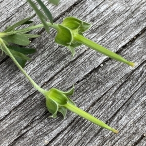 Geranium sp. Pleated sepals (D.E.Albrecht 4707) Vic. Herbarium at Googong, NSW - 9 Jan 2022