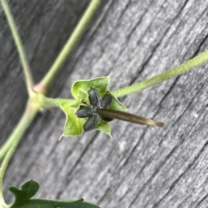 Geranium sp. Pleated sepals (D.E.Albrecht 4707) Vic. Herbarium at Googong, NSW - 9 Jan 2022