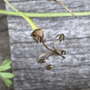 Geranium sp. Pleated sepals (D.E.Albrecht 4707) Vic. Herbarium at Googong, NSW - 9 Jan 2022 12:28 PM