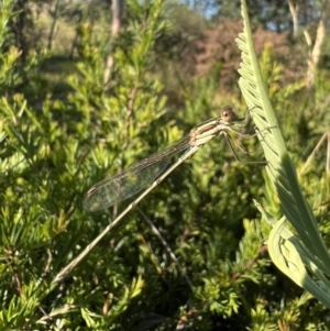 Austrolestes analis at Murrumbateman, NSW - 8 Jan 2022 06:13 PM